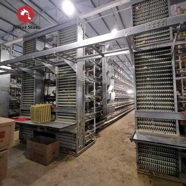 Buy cheap H Type Layer Chicken Cage Fully Automatic 195*230*150 For Poultry Farm from wholesalers