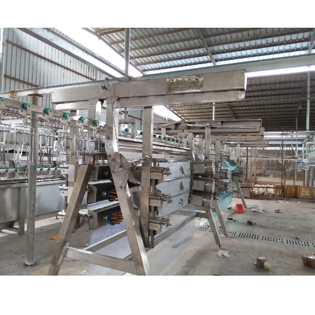 High Productivity Poultry Slaughtering Equipment 500 Bph Small Scale Abattoir Equipment