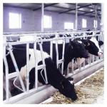 Anti Corrosion Thickness 3mm Cow Head Lock Dairy Feeding Equipment