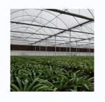 Galvanized Steel Frame Single Layer Film Greenhouse For Large Scale Commercial