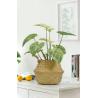 Buy cheap Ornamental Small Items Artificial Potted Floor Plants Philodendron Birkin from wholesalers