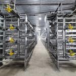 275g / ㎡ H Type Broiler Chicken Cage Hot Dipped Galvanized 2mm 4 Leves