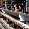 Buy cheap Automatic Hdg Battery System Of Poultry Farming With Nipple Drinker Rose from wholesalers