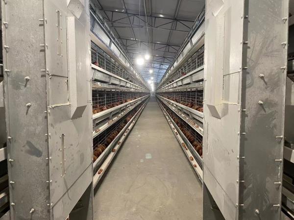 Buy cheap Watering Feeding Poultry Raising Equipment Durable Layer Poultry Equipment from wholesalers