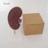 Buy cheap Medical Science Human Body Anatomy Model Human Kidney Model 20x10x7CM from wholesalers