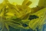 Hand Made Organic Roasted Green Tea 41022 With USDA Certificate