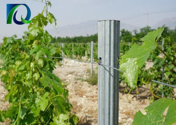 Quality Agricultural Outdoor Tomato Trellis System , Steel Garden Post 1.8MM X 2.5M for sale