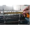 Buy cheap Farm Fortress Field Fence for Durable Agricultural and Ranch Protection Roll Length 50m Vertical Wire Spacing 15cm from wholesalers