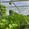 Buy cheap US Full Payment Multi-Span Greenhouse with Drip Irrigation System and Initial Payment from wholesalers