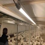 T12 Waterproof IP65 High RA95 40W 120CM LED Poultry Dimmable Tube Light For Farm