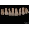 Buy cheap Smooth And Lightweight Dental Veneers Biocompatible And Comfortable For Oral Health from wholesalers