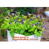 Buy cheap cultivating bags, 100% biodegradable various Wholesale Poly Black Square Garden Plastic Baby Flower Plant Nursery Poly B from wholesalers