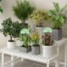 Buy cheap Silicone Rainbow Plant Waterer, Plant Watering Rain Cloud, Plant Lover Gifts, Plant Lady Gifts For Women, Plant Accessories,House Warming Gifts New from wholesalers
