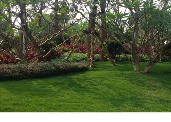 Buy cheap Decorative Garden 16800 Stitches / M2 Residential Artificial Turf from wholesalers