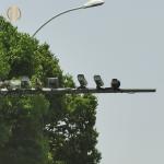 Buy cheap Hot Dip Galvanized CCTV Camera Mounting Pole Good Earthquake Resistance from wholesalers