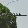 Buy cheap Hot Dip Galvanized CCTV Camera Mounting Pole Good Earthquake Resistance from wholesalers