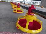 Chicken House Poultry Automatic Broiler Feeding Pan Feeder For Poultry Feeding