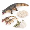 Buy cheap 4 PCS Wild Wildlife Animal Figures Creatures Action Models Life Cycle Crocodile Alligator Figure from wholesalers