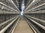 Several Tiers Automatic Chicken Cage Layer Farming High Corrosion Resisten