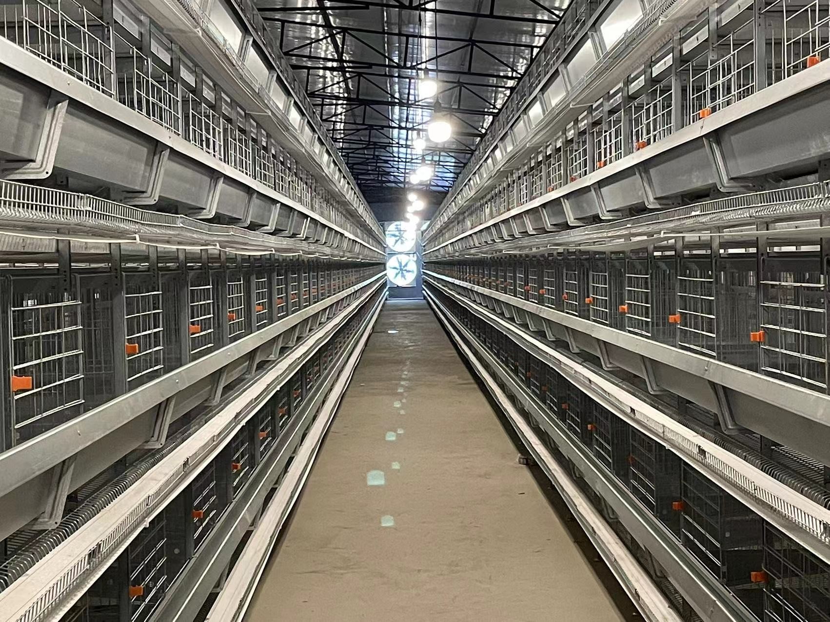 Automatic Battery Chicken Battery Cages H Type And A Type Saving Feed