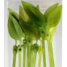 Buy cheap Tree craft leaves cable tie from wholesalers