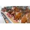 Buy cheap L-Lactic Acid Poultry Protein Supplement Complete Layer Hen Feed High Peptide Energy from wholesalers
