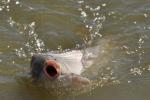 Fish Feed Attractant Milk Flavor for Superior Nutrition