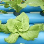 US Currency Controlled Humidity Film Greenhouse for Soilless Vegetable