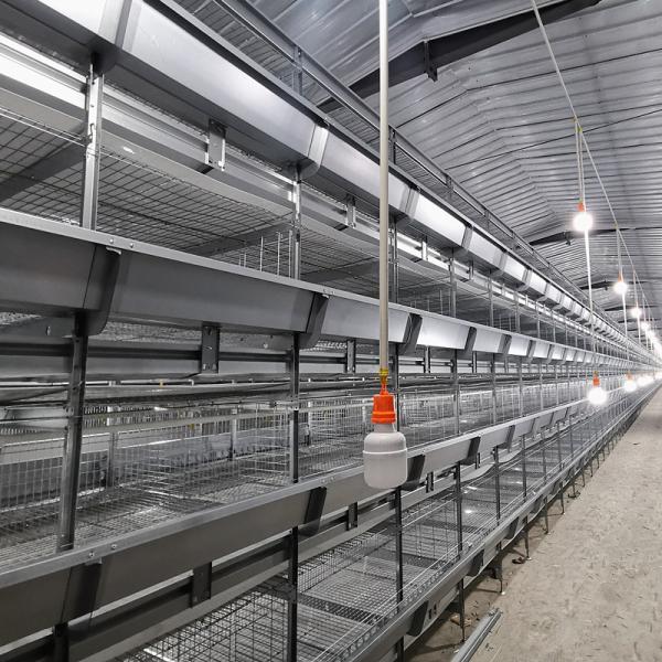 Buy cheap Pullet Rearing Q235 Modern Hen Cage , SONCAP 90days Poultry Raising Equipment from wholesalers