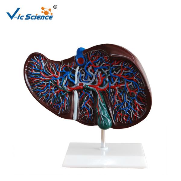 Buy cheap Medical Science Teaching Human Organ Model Liver Eco - Friendly PVC from wholesalers