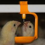 OEM ODM Chicken Farm Equipment Poultry Farming Drinker And Feeder
