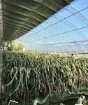 20.000kg Package Gross Weight Film Cover Water Pipe Hydroponics Greenhouse