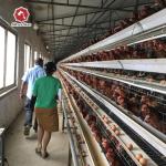 A Type H Type Automatic chicken egg cage laying hens cage poultry farm equipment