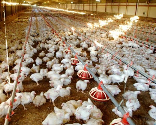 Buy cheap WorldPoultry - Night time cooling pad operation during extremely hot from wholesalers