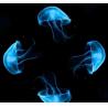 Buy cheap 3D Transparent Holographic Projection Film 45° Angle High Light Transmittance For Shop Window Display Advertising from wholesalers