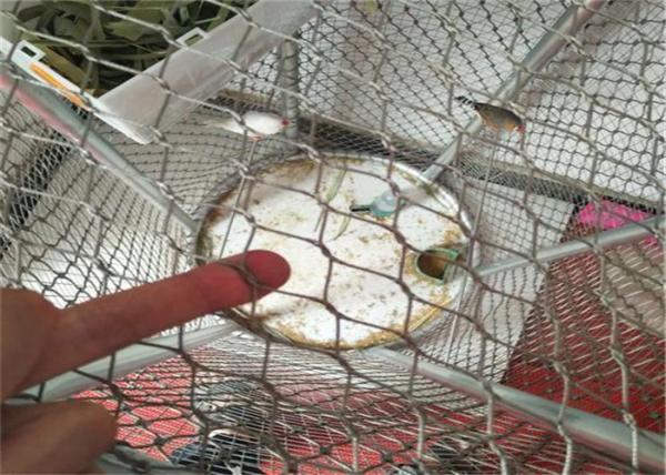 Buy cheap High Strength 2mm Flexible Stainless Steel Cable Netting 7x7 from wholesalers