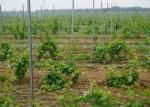 Plantations Vine Grape Trellis Posts , Grape Metal Post Stakes 0.45m -3.0m