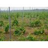 Buy cheap Plantations Vine Grape Trellis Posts , Grape Metal Post Stakes 0.45m -3.0m Length from wholesalers