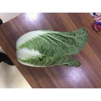 Buy cheap Light Sweet Fresh Chinese Cabbage No Irregular Shape No Mouldy product