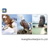 Buy cheap Wall Hanging Decorative Beautiful Flying Eagle 3d Flip Moving Home / Hotel Wall Decoration from wholesalers