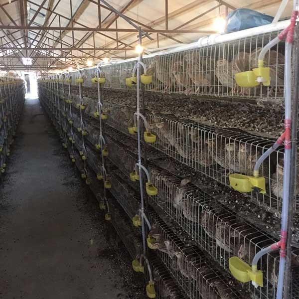 Buy cheap Corrosion Resistant Cage For Quail Farming , 380V / 220V Small Bird Cage from wholesalers