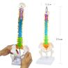 Buy cheap Colored Spine Anatomical Skeleton Model Pelvis Femur Heads from wholesalers