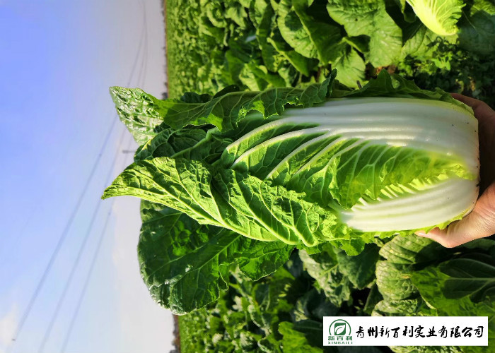 Big Size Fresh Chinese Cabbage Yellow Inside 15 Kg / Ctn GAP Standard