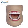 Buy cheap Unbreakable Dental Study Models from wholesalers