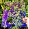 Buy cheap Low Iron/Clear/Customized Size Reflective Glass Colored/Tinted Dark Blue/Green/Bronze from wholesalers