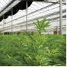 Buy cheap Black Plastic Film Agriculture Poly Tunnel Blackout Light Deprivation Greenhouse Automated For Herbs Growing from wholesalers