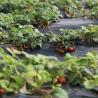 Buy cheap Film Covered Sunlight-Enhanced Greenhouse for Cucumber Cultivation in Sand Culture from wholesalers