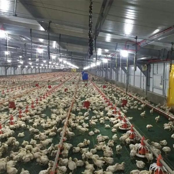 Hot Dip Galvanized Automatic Poultry Animal Husbandry Equipment For Farming
