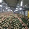 Buy cheap Hot Dip Galvanized Automatic Poultry Animal Husbandry Equipment For Farming Chicken from wholesalers