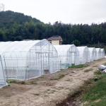 High Tunnel Single Span Tomato Hydroponic System Low Cost Plastic Greenhouse